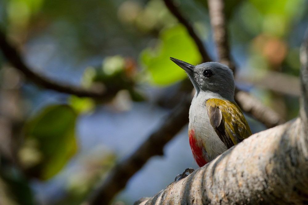 Mountain Gray Woodpecker - Lars Petersson | My World of Bird Photography