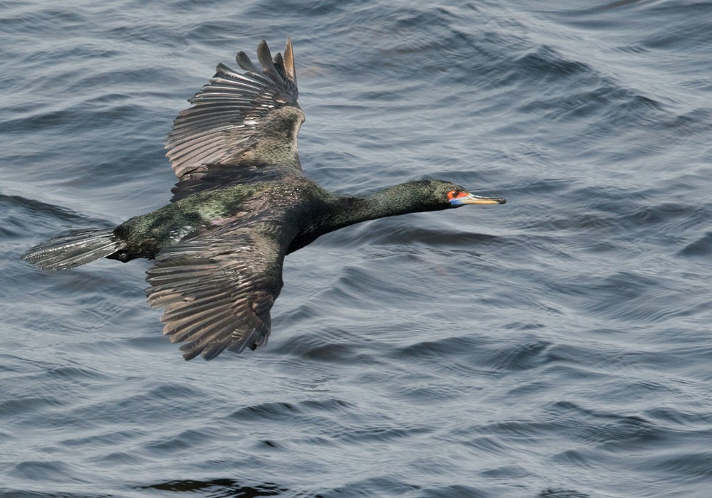 Cormoran à face rouge - ML205975661