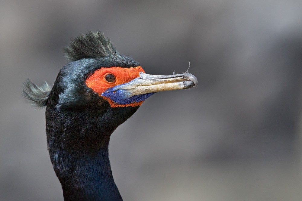 Cormoran à face rouge - ML205975671