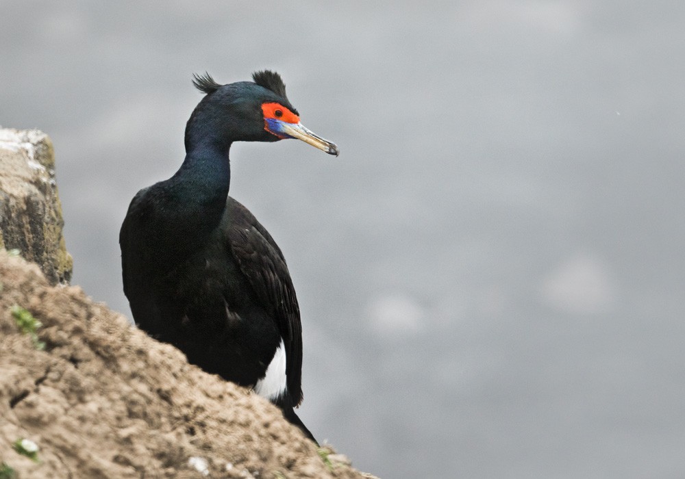 Cormoran à face rouge - ML205975681