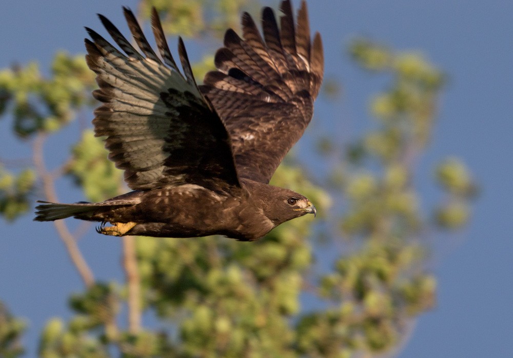 Red-tailed Hawk (Harlan's) - ML205975871