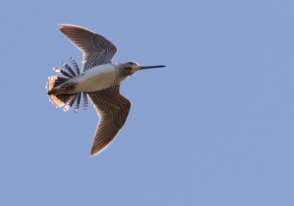 Wilson's Snipe - ML205976011