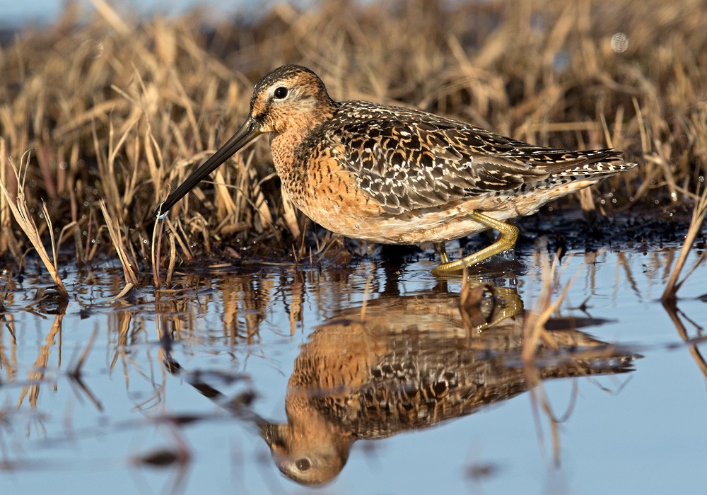 Long-billed Dowitcher - ML205976061