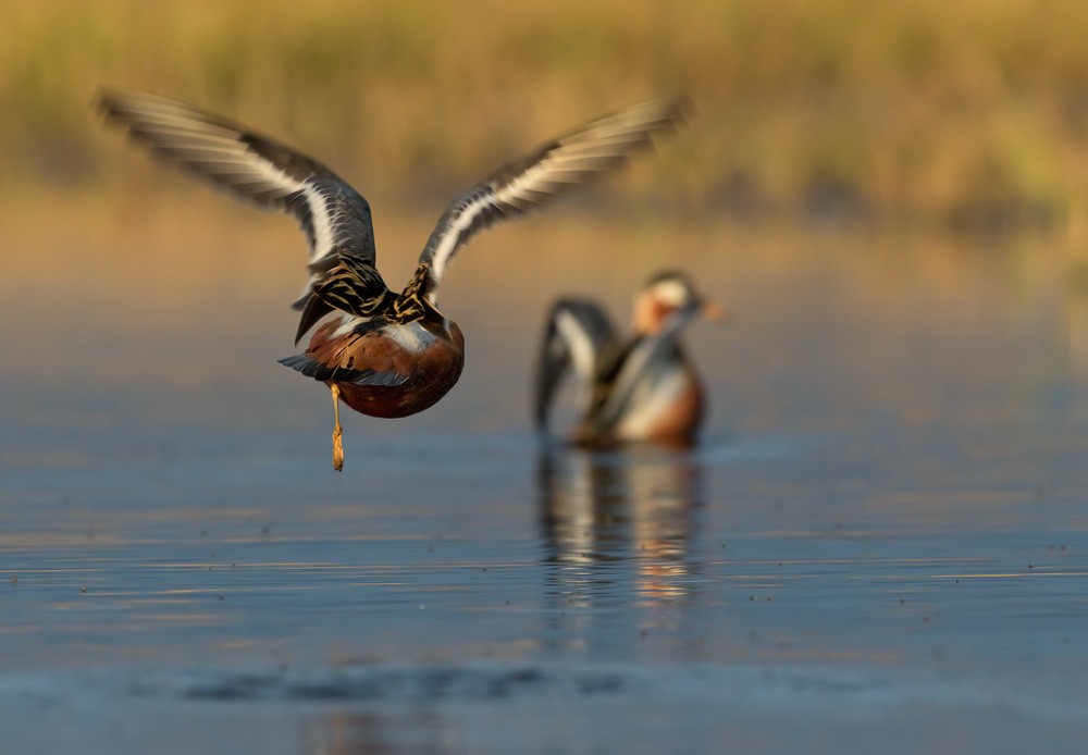 Red Phalarope - Lars Petersson | My World of Bird Photography