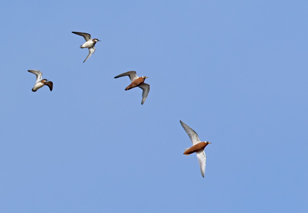 Red Phalarope - ML205976191