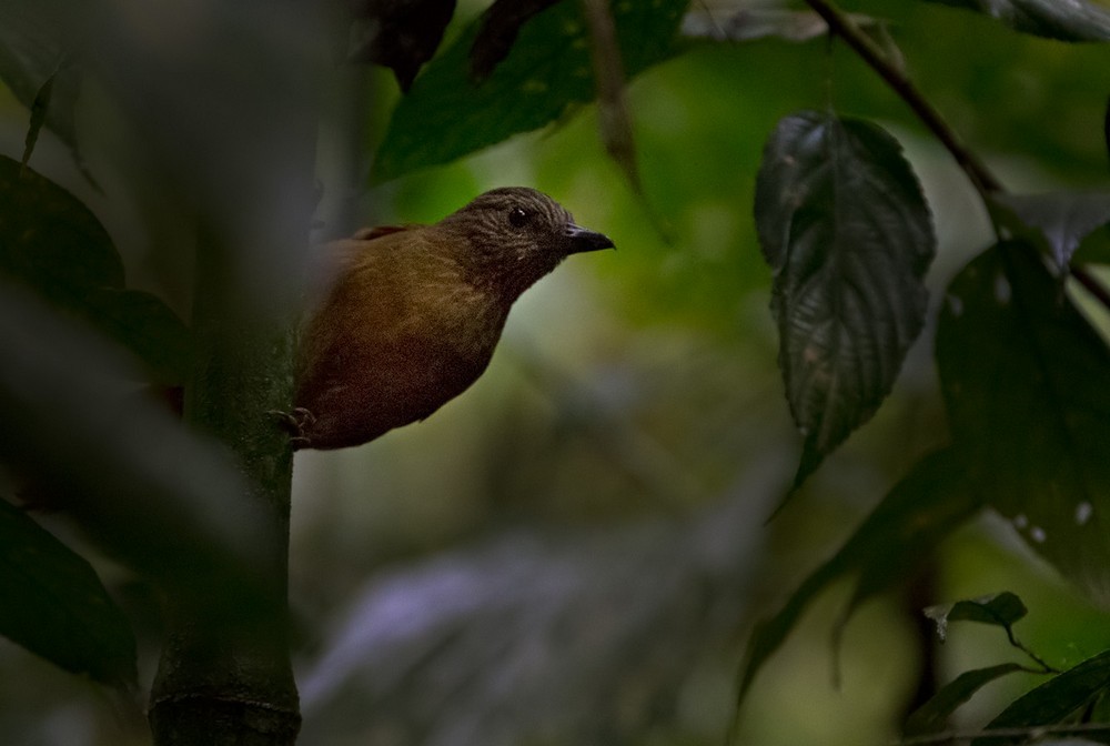 Streak-capped Treehunter - ML205976331