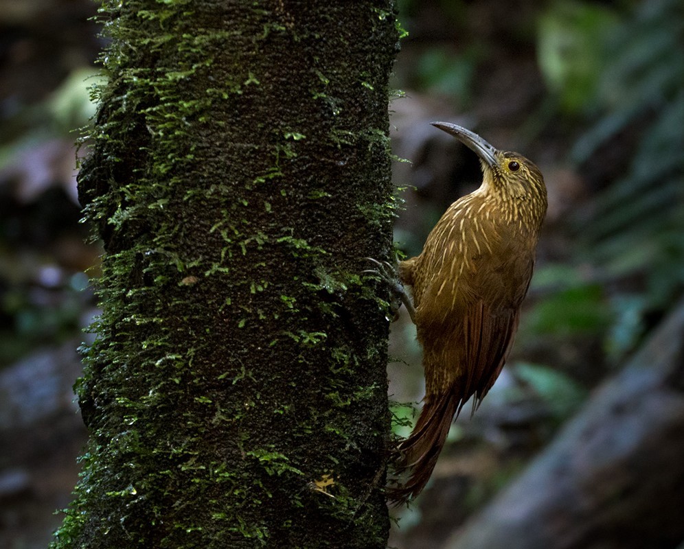 Strong-billed Woodcreeper - ML205976431