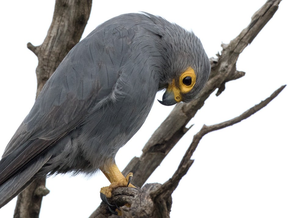 Gray Kestrel - Lars Petersson | My World of Bird Photography