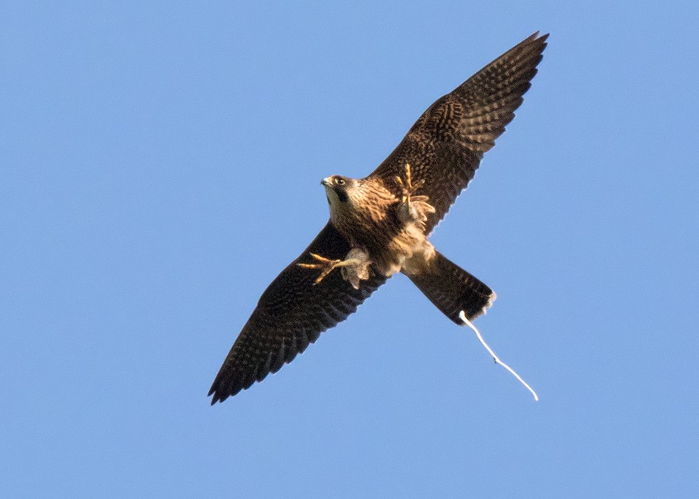 Peregrine Falcon - ML205976671