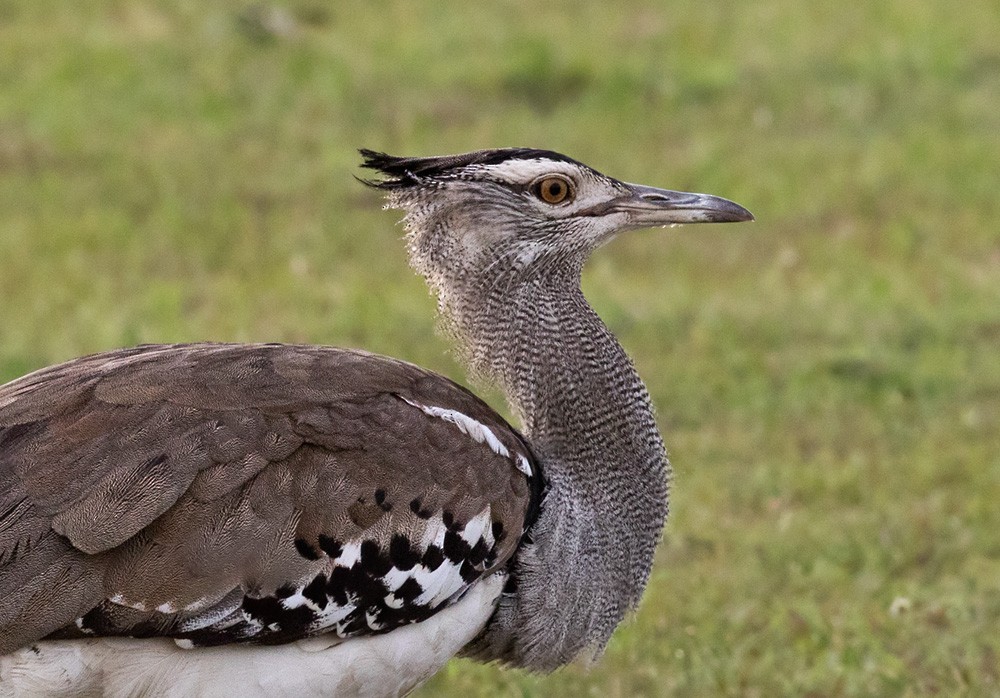 Kori Bustard - ML205976791