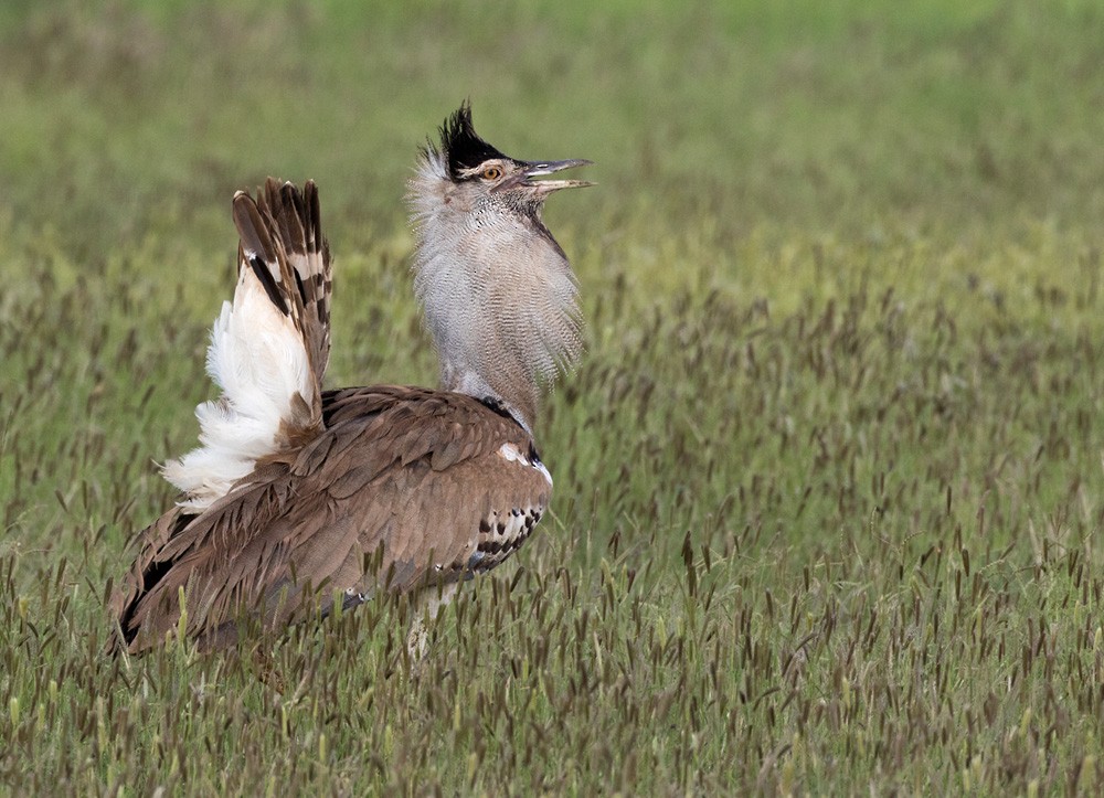 Kori Bustard - ML205976801