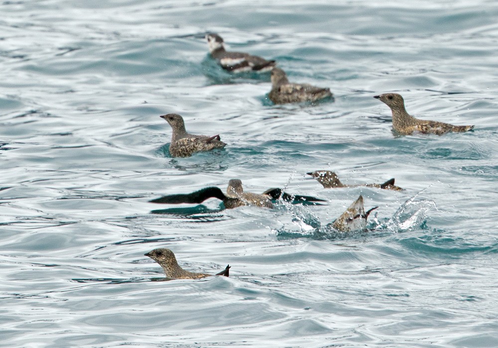 Kittlitz's Murrelet - ML205976931