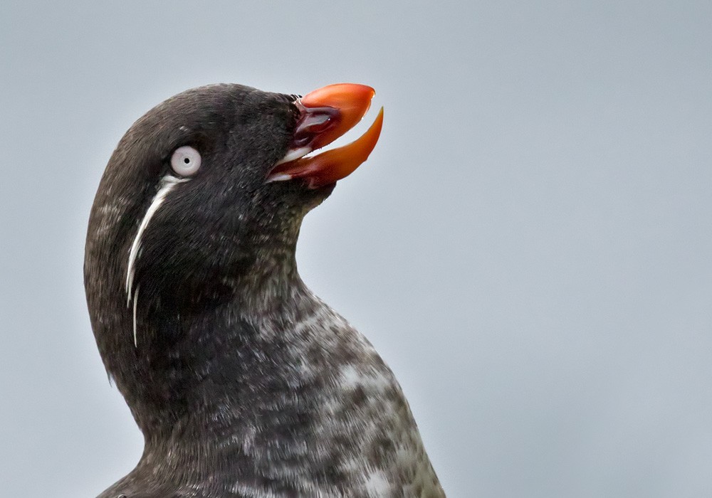 Parakeet Auklet - Lars Petersson | My World of Bird Photography