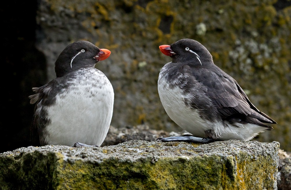 Parakeet Auklet - Lars Petersson | My World of Bird Photography