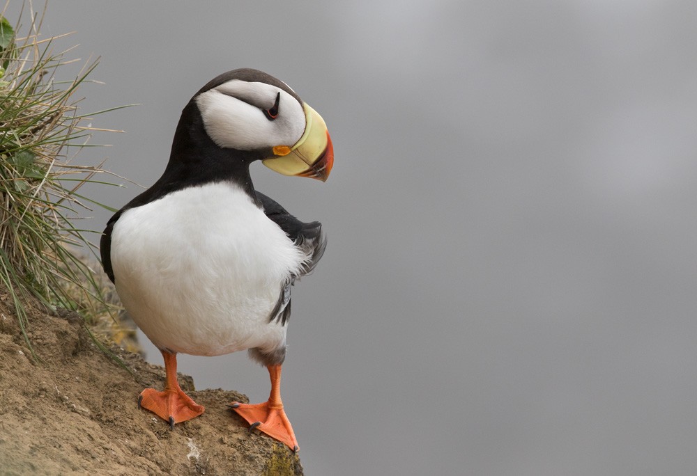 Horned Puffin - ML205977271