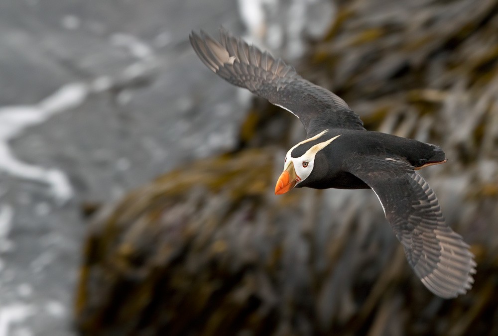 Tufted Puffin - Lars Petersson | My World of Bird Photography