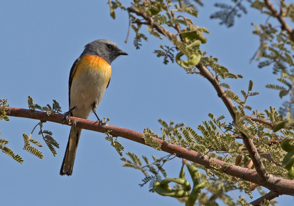 Küçük Minivet - ML205977441