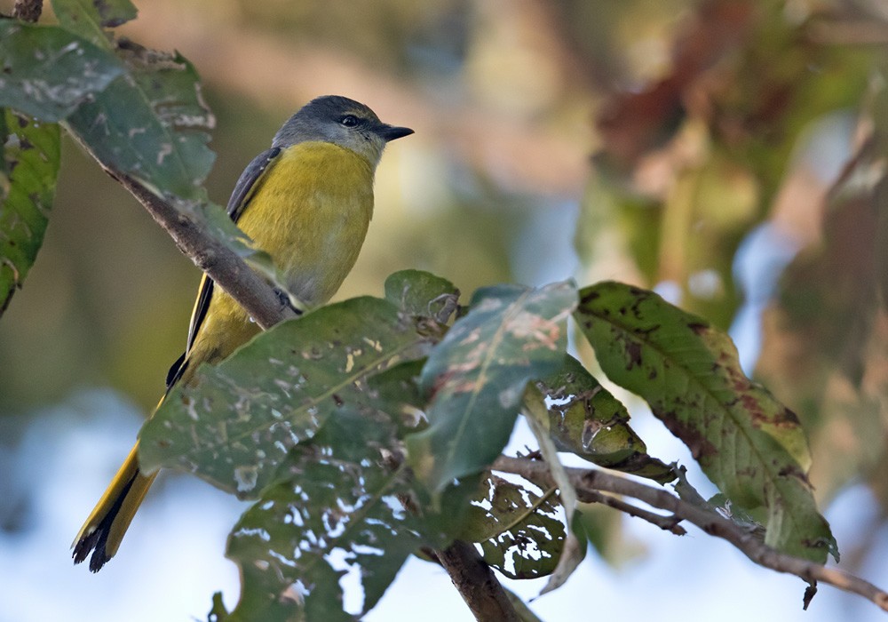 Long-tailed Minivet - Lars Petersson | My World of Bird Photography