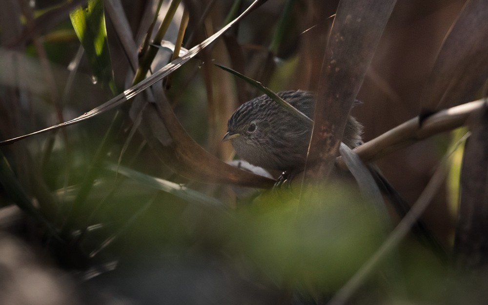 Rufous-vented Grass Babbler - ML205977811