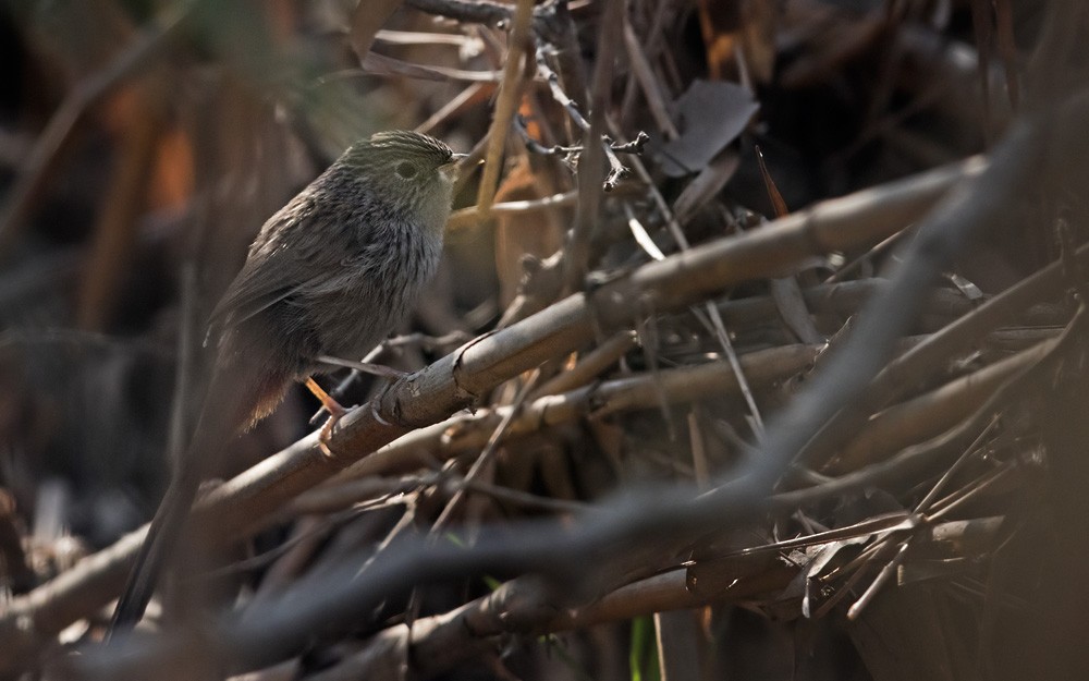 Rufous-vented Grass Babbler - ML205977821