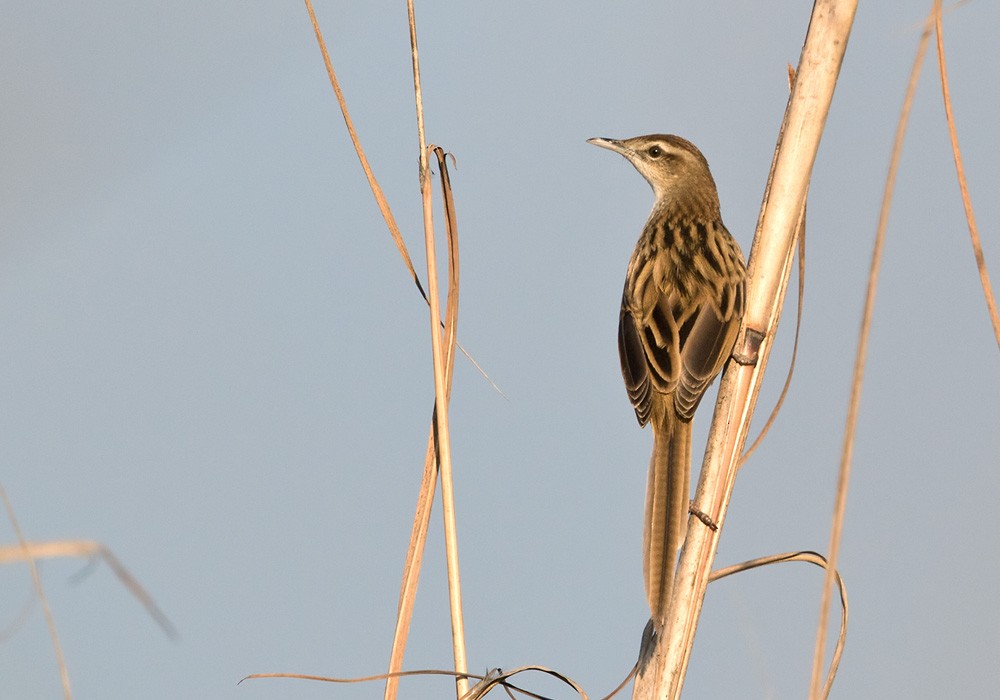Striated Grassbird - Lars Petersson | My World of Bird Photography