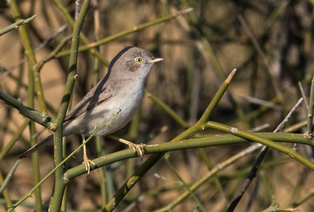 Asian Desert Warbler - Lars Petersson | My World of Bird Photography