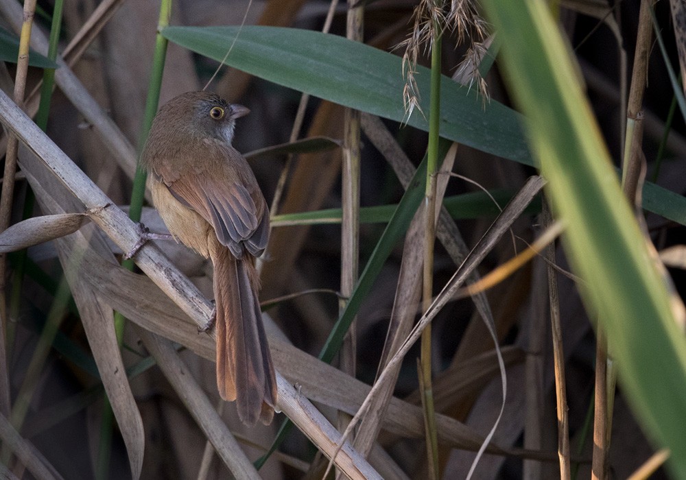 Jerdon's Babbler - ML205978001