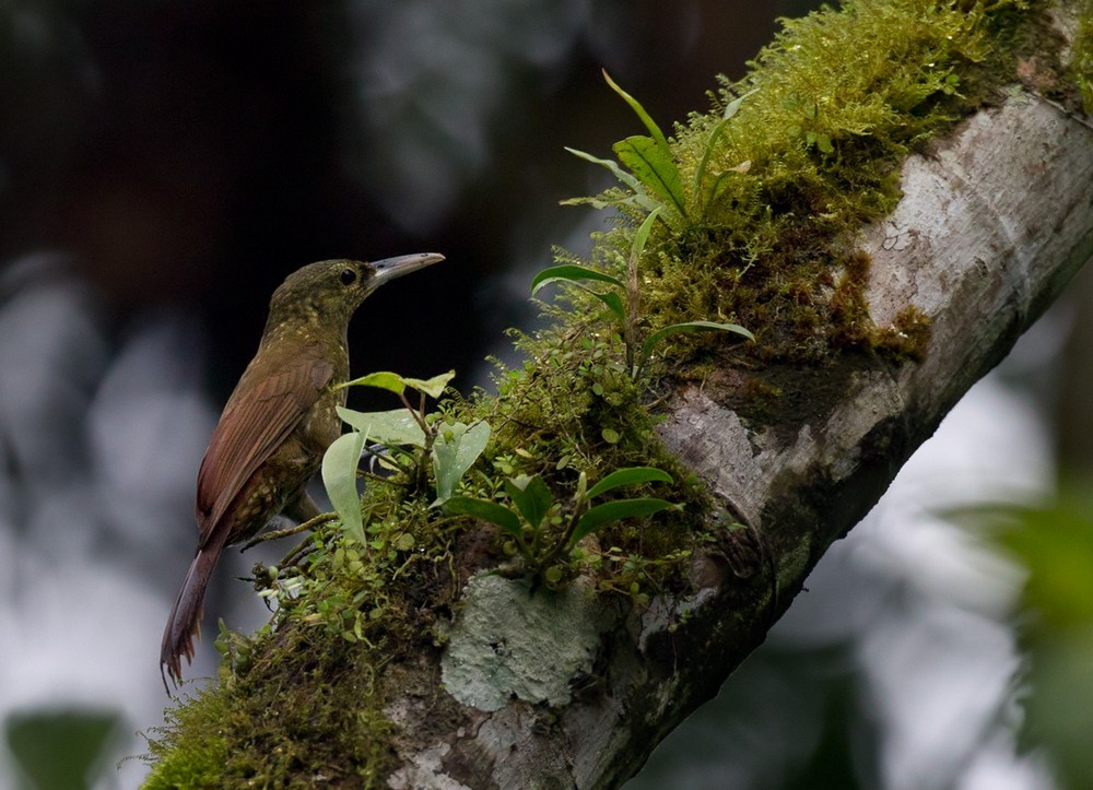 Spotted Woodcreeper (Berlepsch's) - Lars Petersson | My World of Bird Photography