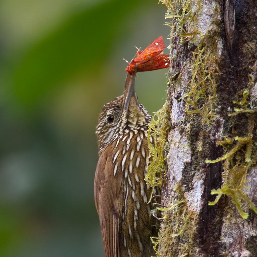 Montane Woodcreeper - Lars Petersson | My World of Bird Photography