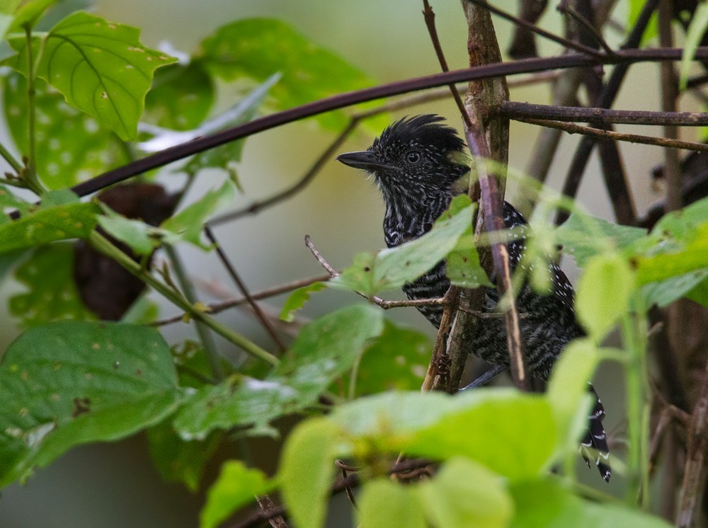 Lined Antshrike - Lars Petersson | My World of Bird Photography