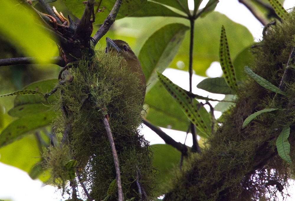 Russet Antshrike (Tawny) - Lars Petersson | My World of Bird Photography