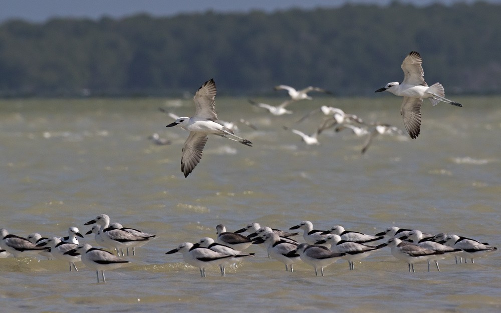 Crab-Plover - ML205978331