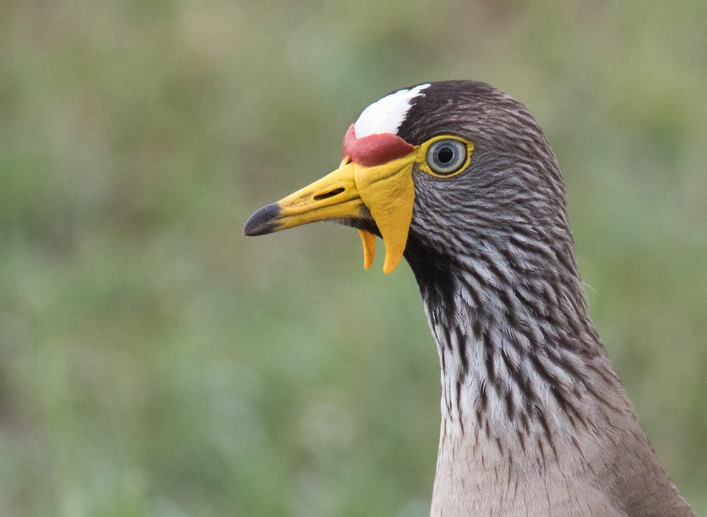Wattled Lapwing - Lars Petersson | My World of Bird Photography