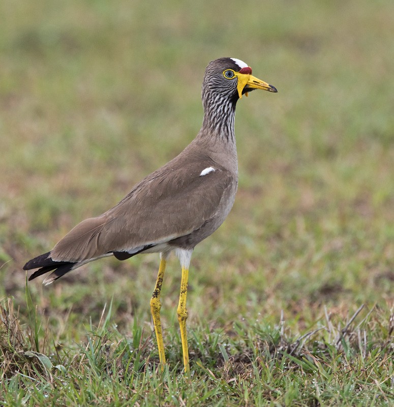 Wattled Lapwing - ML205978511