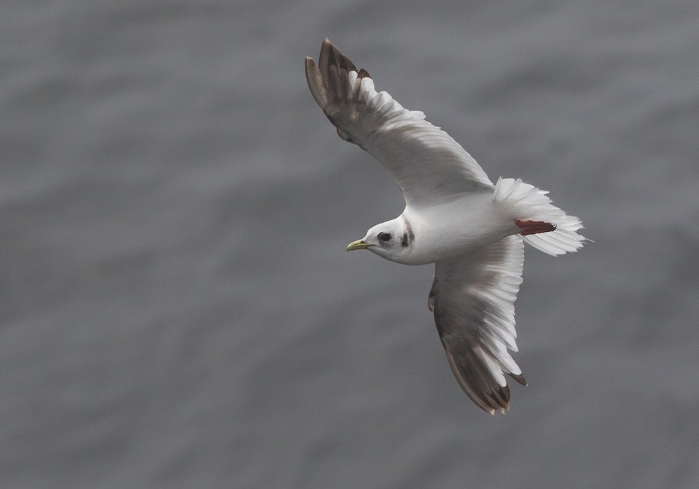 Red-legged Kittiwake - Lars Petersson | My World of Bird Photography