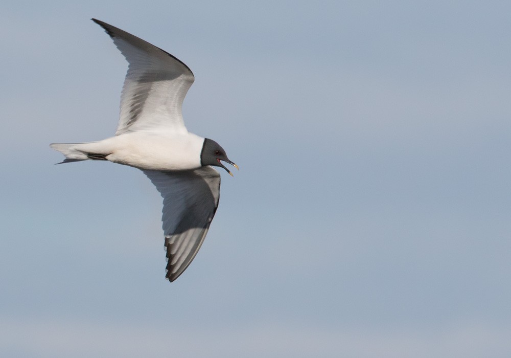 Mouette de Sabine - ML205978801