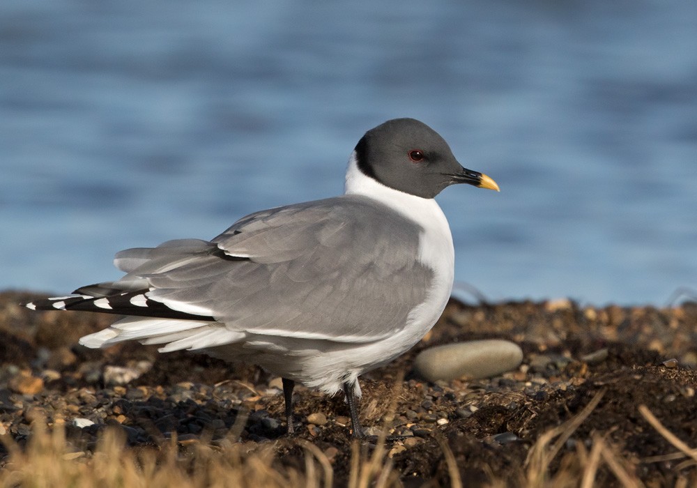 Sabine's Gull - Lars Petersson | My World of Bird Photography