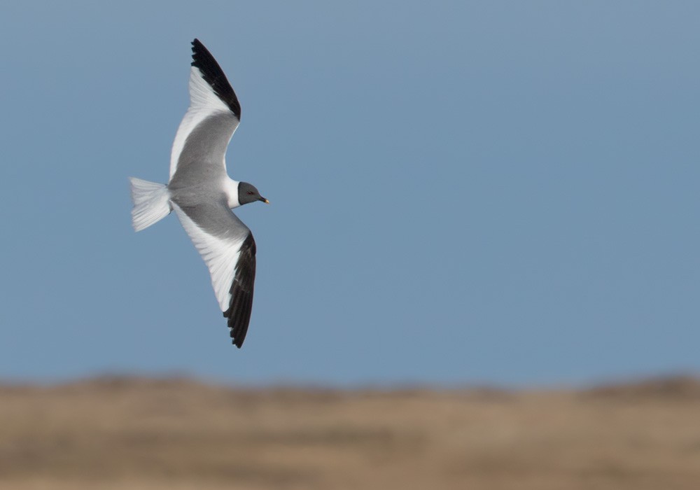 Sabine's Gull - ML205978861