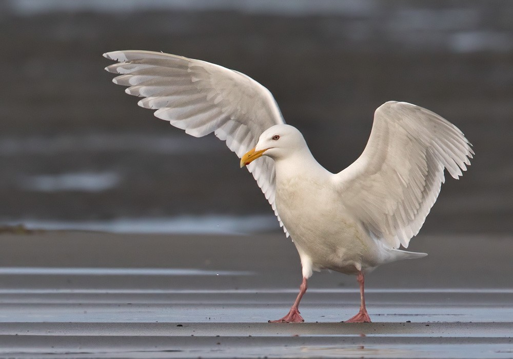 Glaucous-winged Gull - ML205979071