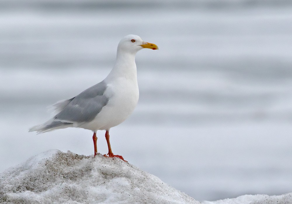 Glaucous Gull - Lars Petersson | My World of Bird Photography