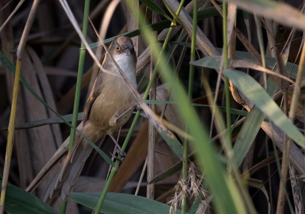 Jerdon's Babbler - ML205979161