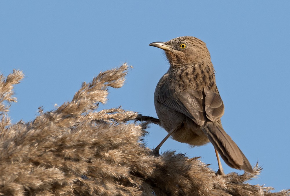 Striated Babbler - ML205979191