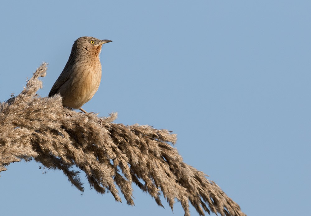 Striated Babbler - ML205979201