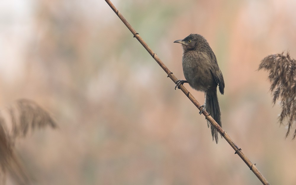 Striated Babbler - Lars Petersson | My World of Bird Photography