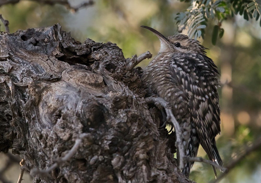 Indian Spotted Creeper - ML205979231