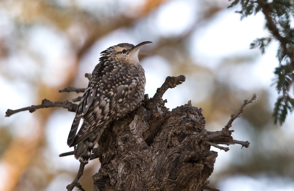 Indian Spotted Creeper - Lars Petersson | My World of Bird Photography