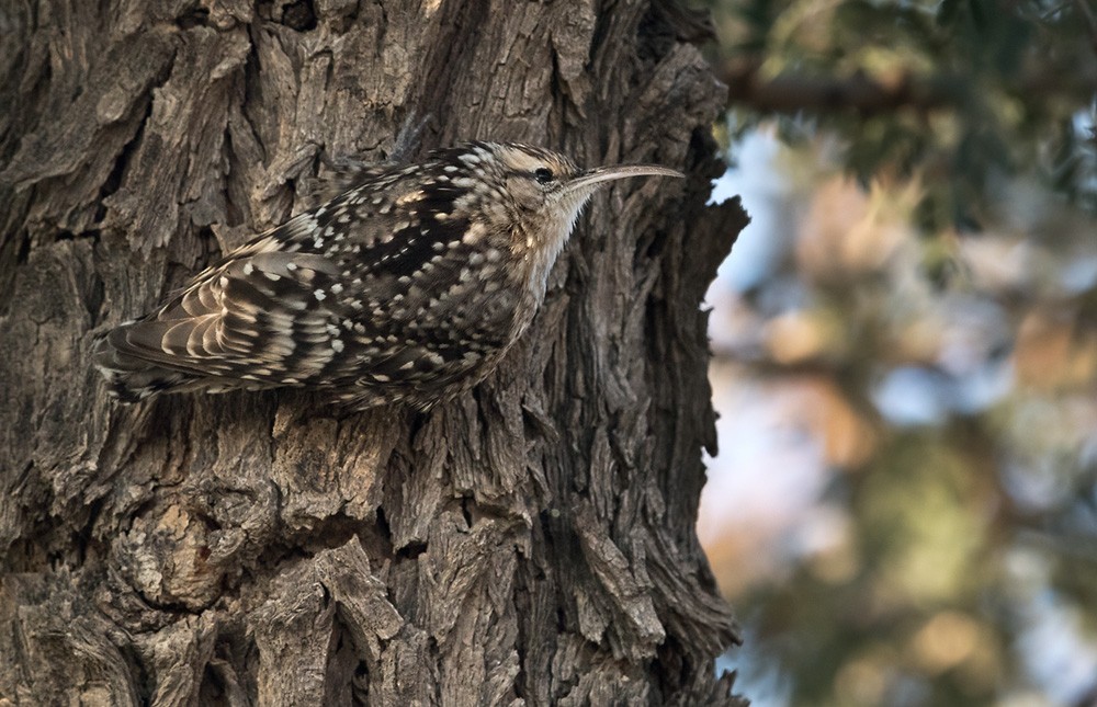Indian Spotted Creeper - Lars Petersson | My World of Bird Photography