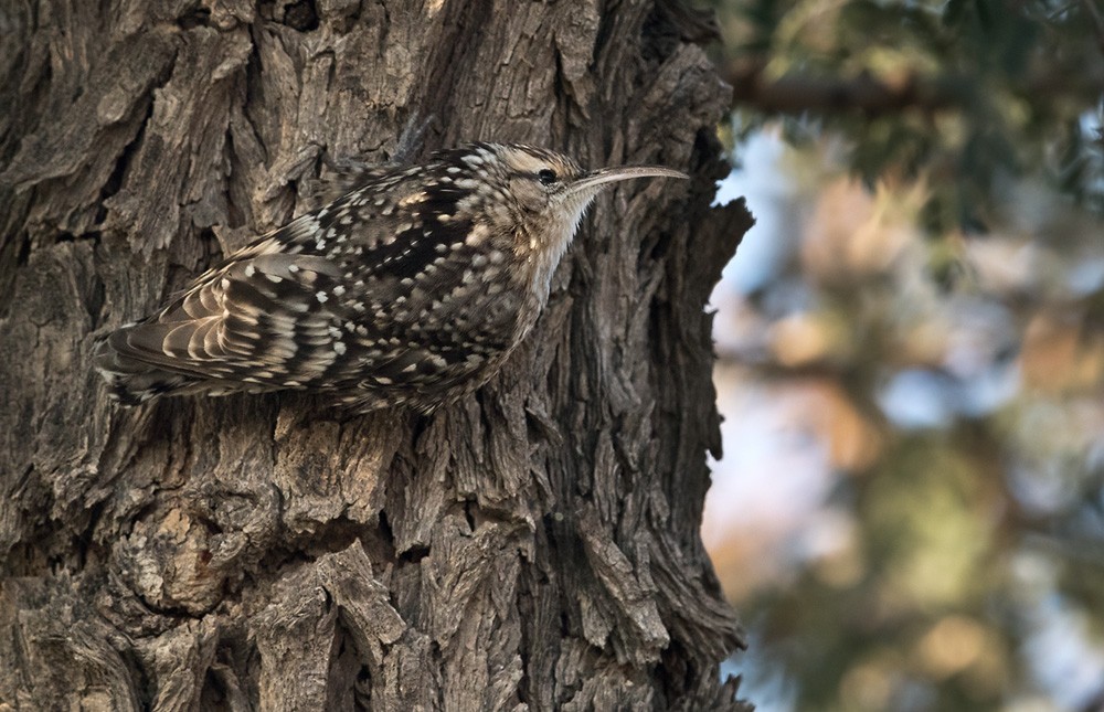 Indian Spotted Creeper - ML205979251