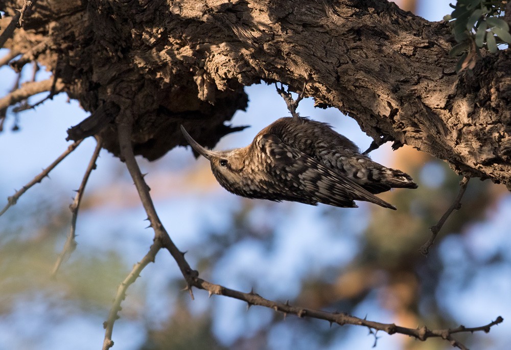 Indian Spotted Creeper - ML205979281