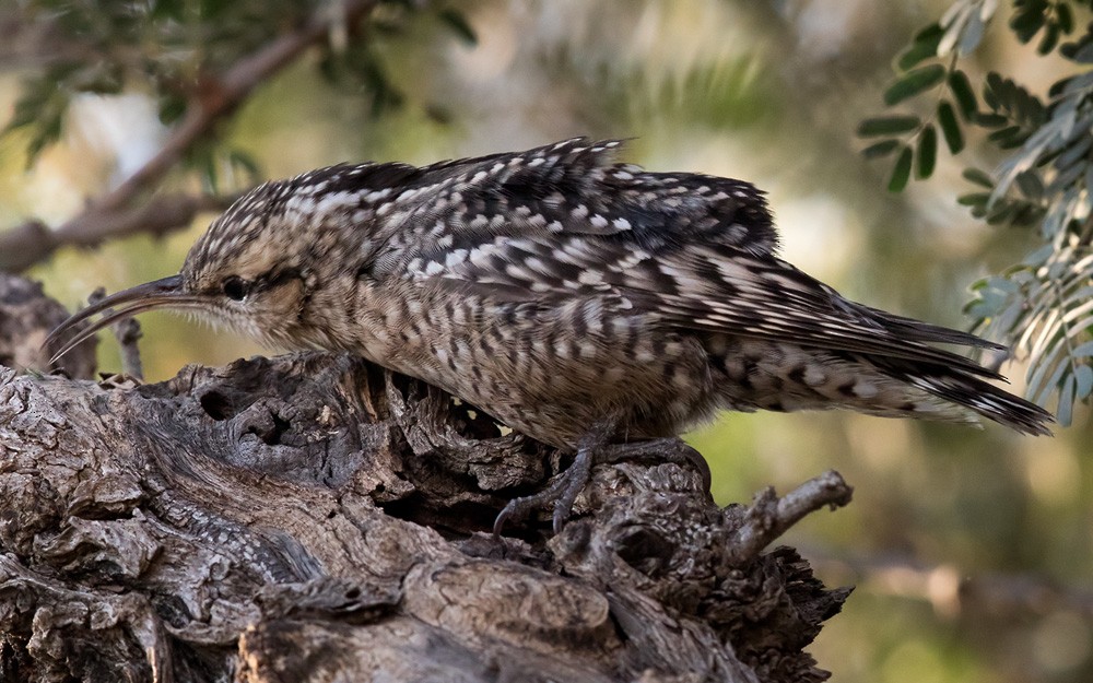 Indian Spotted Creeper - Lars Petersson | My World of Bird Photography